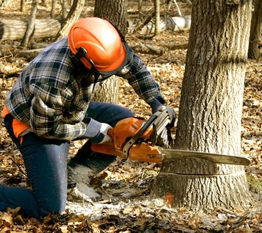 Tree Removal in Dungannon, VA